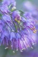 Allium 'Ozawa' flowering in Autumn - October