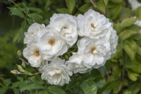 Rosa 'Iceberg' ('Korbin'), a repeat flowering shrub rose with pure white, lightly fragrant flowers from early summer.