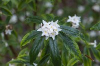 Daphne bholua 'Hazel Edwards', a shrub with leathery dark green leaves and, in winter, clusters of richly fragrant white flowers