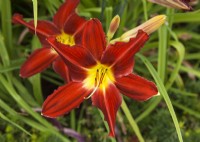 Hemerocallis Crimson Pirate, summer July