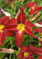 Hemerocallis Crimson Pirate, summer July