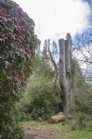 View across clearing in Victorian arboretum to standing boles of Pinus nigra var. caramanica syn. Turkish pine, Crimean pine,  'organ-pipes' pine. 
Flowering Rhododendron arboreum. 