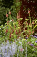 Verbascum 'Petra' and Cenolophium denudatum in border with Salvia Nemerosa 'Crystal Blue'. May. Summer.