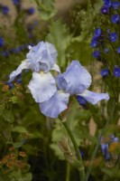 Iris 'Jane Philips' with Anchusa 'Loddon Royalist'. Summer. May.