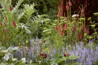 Verbascum 'Petra' in border with Cenolophium denudatum, Cynara cardunculus and Salvia Nemerosa Crystal Blue'. May. Summer.