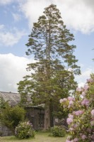 Chamaecyparis pisifera 'Squarrosa' - Sawara cypress beside Victorian stable-block.  Champion tree. Victorian Rhododendron 'Picotee'. May