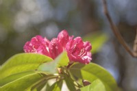 Rhododendron arboreum - May