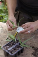 Taking softwood cuttings of Salvia leucantha in autumn - dipping in hormone rooting powder and inserting into reused plant plug tray