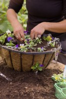 Planting Viola plant plugs in basket