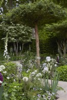The Perennial Garden 'With Love'. Designer: Richard Myers. Formal garden with soft naturalistic planting in borders and beds. Plants include Digitalis purpurea f. albiflora, Saxifraga and Lupins and Carpinus betulis hedge. RHS Chelsea Flower Show 2022. Silver Medal.