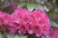 Rhododendron arboreum.