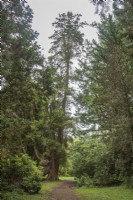 View along path in arboretum towards Champion Chamaecyparis pisifera 'Plumosa' syn. Sawara cypress, planted 1863 following UK introduction 1861. Autumn