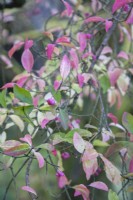 Euonymus alatus syn. Euonymus europaeus, spindle tree, winged spindle, burning bush. Pink autumn leaves and fruits. 