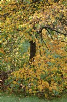 Nyssa sylvatica 'Sheffield Park' - Black gum foliage in autumn