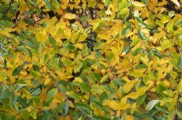 Nyssa sylvatica 'Sheffield Park' - Black gum foliage in autumn