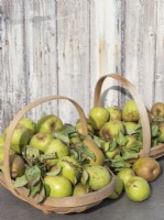 Pear harvest in wooden trugs