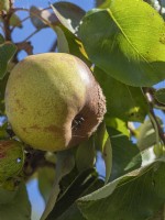 Pear on tree - showing Monilinia fructicola fungus infection - brown rot