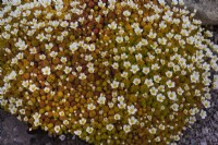 Saxifraga 'Cloth of Gold'