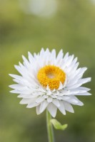 Helichrysum 'White'