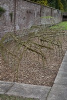 Willow plant supports