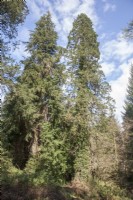 View in pinetum towards 2 Champion conifers. L-R: Tsuga heterophylla syn. western hemlock and Sequoiadendron giganteum.
