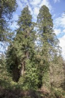 View in pinetum towards 2 Champion conifers. L-R: Tsuga heterophylla syn. western hemlock and Sequoiadendron giganteum.