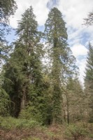 View in pinetum towards 2 Champion conifers. L-R: Tsuga heterophylla syn. western hemlock and Sequoiadendron giganteum.