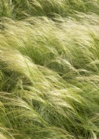 Stipa tenuissima Ponytails, summer June