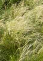 Stipa tenuissima Ponytails, summer June