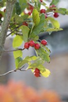 Crataegus x lavallei 'Carrierei' - Hybrid cockspur thorn berries