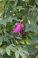 Passiflora 'Anastasia' - Passion flower