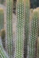 Oreocereus doelzianus - Cactus