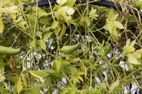 Cyclanthera pedata - Achocha Bolivian Giant Leaves / Bolivian Cucumber