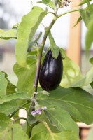 Solanum molengena - Aubergine Galine
