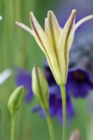 Triteleia  'Silver Queen'  Flower starting to open  June