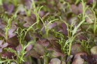 Brassica juncea  'Mizuna Red Streaked' grown for young salad leaves  May