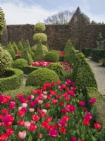 Tulipa Pink and red blends mixed in parterre garden with clipped Ilex aquifolium 'Golden King'