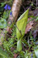 Arum maculatum, Lords-and-ladies, cuckoo pint