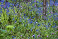 Hyacinthoides non-scripta, Wild Bluebells in shady woodland