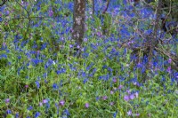 Hyacinthoides non-scripta, Wild Bluebells in shady woodland