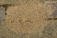 Sand removed from under pavers by ants  May