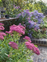 Sedum with Symphyotrichum 'Little Carlow'