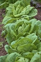 Late transplanted lettuce Lactuca sativa 'Winter Density'