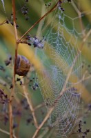 Cornu asperum - The garden snail and spiders cobwebs in autumn on garden plants