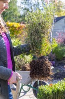 Woman holding dug up box hedge