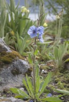 Meconopsis racemosa syn. Meconopsis horridula var. racemosa flowering in June within the Arctic Circle at sea-level. Native at altitudes 3,100m - 6,000m. 