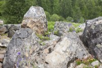 Arctic beds at Tromso Botanic Garden. Midsummer.

Substantial, lichen-covered boulders  improve the ambience for fragile, small arctic plants like Campanula turczaninovii and Saxifrage. 