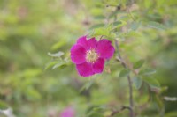 Deep-pink, fragrant Rosa pendulina 'Harstad'. Midsummer.