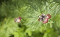 Seedheads of edible Paeonia anomola, regularly used in traditional medicine, flowering in June within the Arctic Circle at sea-level in Tromso Botanic garden. 