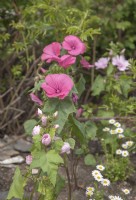 Lavatera 'Rosea' syn. Lavatera olbia 'Rosea' flowering within the Arctic Circle at sea-level in Tromso Botanic garden. June.